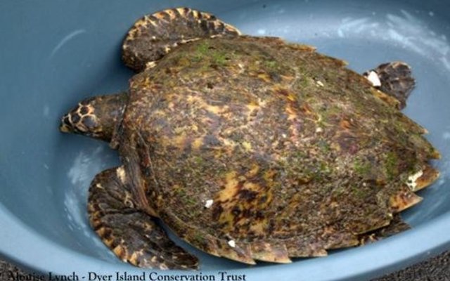 Gansbaai Hawksbill turtle saved_1